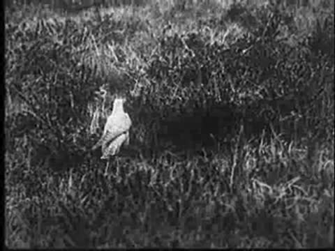 Cuckoo lands by a nest in grassy terrain