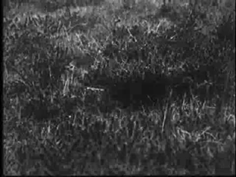 Close-up of grassy field where a nest is hidden, vintage documentary footage
