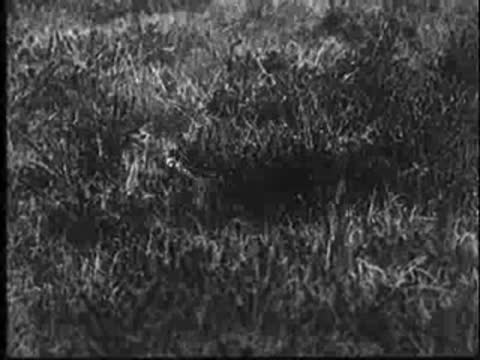 Medium shot of grassy field, vintage nature documentary footage