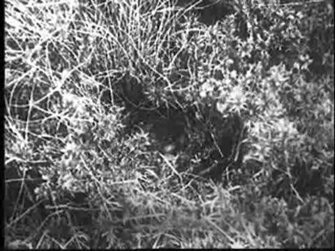 Close-up of dense brush and foliage, vintage documentary footage