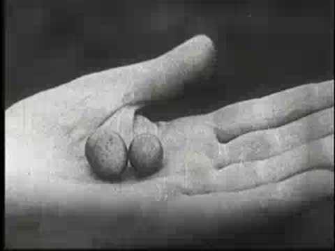 Close-up of a human hand holding two small eggs, vintage documentary footage
