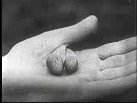 Close-up of a human hand holding two small eggs, vintage documentary footage