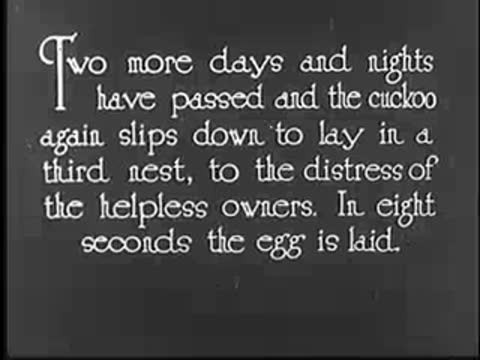 Title card with text describing cuckoo egg laying, vintage documentary
