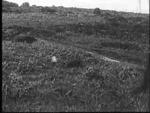Wide shot of a bird flying over an open field, vintage documentary footage