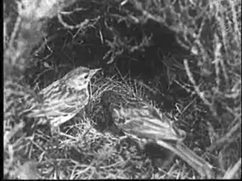 Close-up of adult birds tending to chicks in a nest, vintage footage