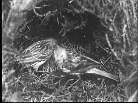 Close-up of adult birds feeding chicks in a nest, vintage documentary footage