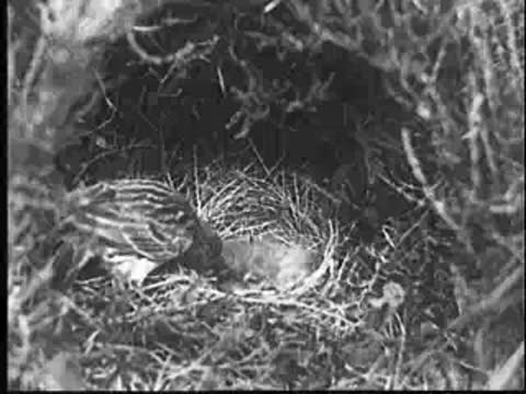 Close-up of birds interacting inside a nest, vintage documentary footage