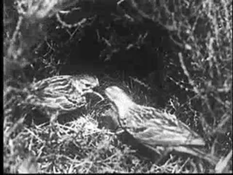 Close-up of birds tending to a nest, vintage documentary footage
