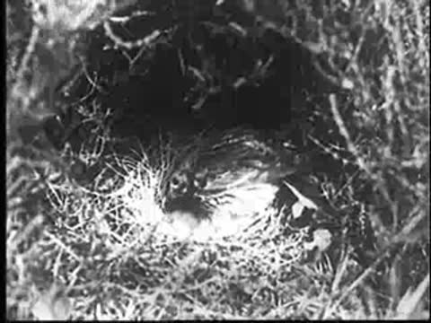 Close-up of a bird sitting on a nest, vintage documentary footage