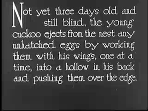 Title card with text about young cuckoo ejecting unhatched eggs, vintage documentary