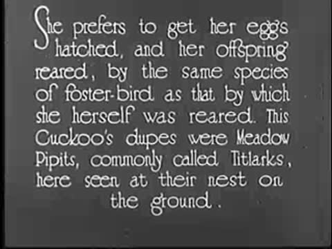Intertitle about cuckoo eggs and foster-birds (Meadow Pipits).