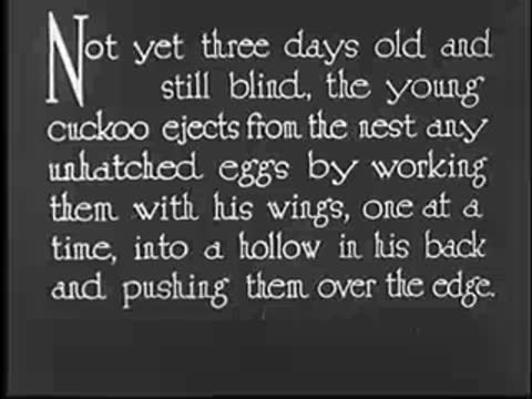Title card with text about young cuckoo ejecting unhatched eggs, vintage documentary