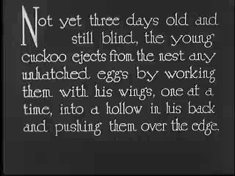 Title card with text about young cuckoo ejecting unhatched eggs, vintage documentary