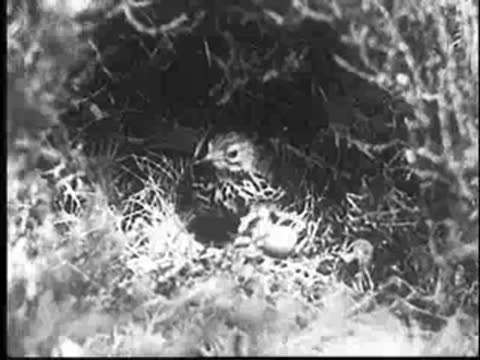Close-up of a young cuckoo moving in a nest, vintage documentary footage