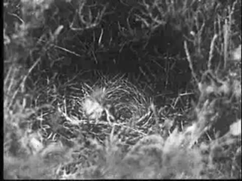 A baby cuckoo in a nest, being interrupted by the mother's return.