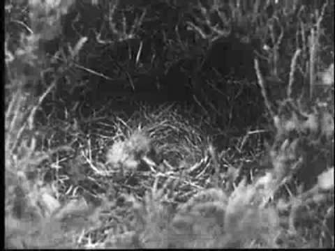 A baby cuckoo in a nest, being interrupted by the mother's return.