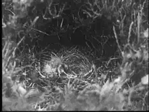 A baby cuckoo in a nest, being interrupted by the mother's return.