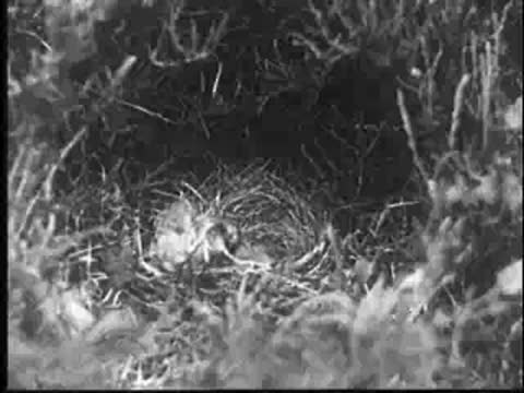 A baby cuckoo in a nest, being interrupted by the mother's return.