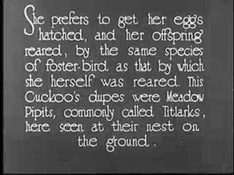 Intertitle about cuckoo eggs and foster-birds (Meadow Pipits).