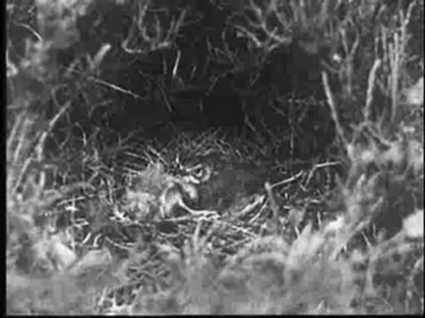 The mother bird settles down in the nest over the young cuckoo.