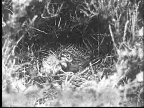 The mother bird settles down in the nest over the young cuckoo.