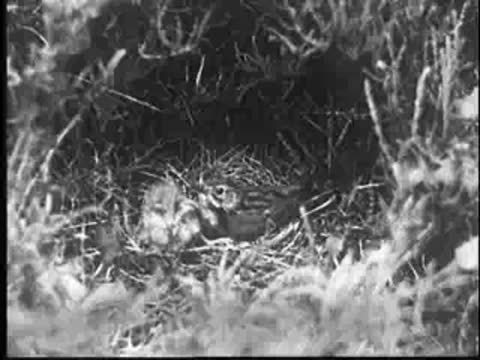 The mother bird settles down in the nest over the young cuckoo.