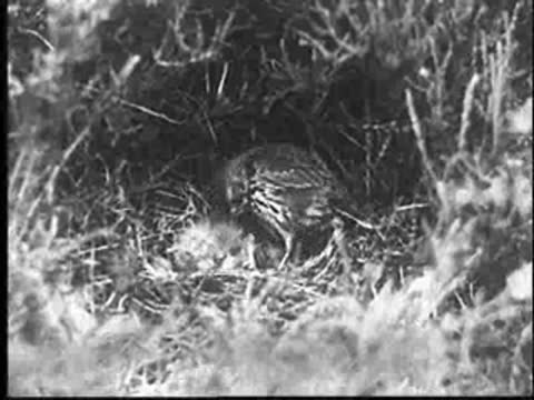 The mother bird settles down in the nest over the young cuckoo.