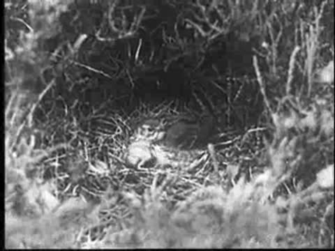The mother bird settles down in the nest over the young cuckoo.