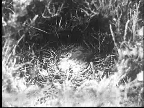 The mother bird settles down in the nest over the young cuckoo.