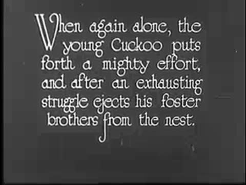 Intertitle: "When again alone, the young Cuckoo puts forth a mighty effort..."