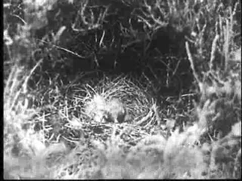 The young cuckoo begins the effort to eject its foster brothers from the nest.