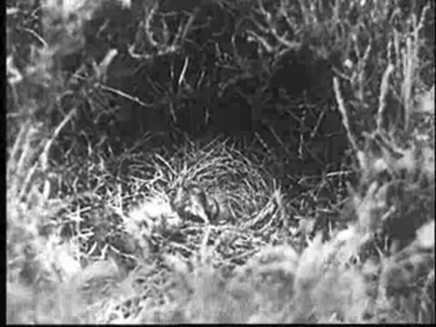 The young cuckoo begins the effort to eject its foster brothers from the nest.