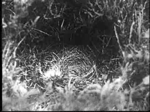 The young cuckoo strains and struggles inside the nest.