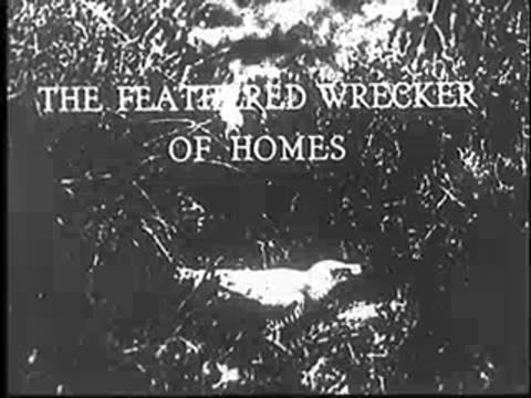 Title card: "THE FEATHERED WRECKER OF HOMES" over a bird in grass.