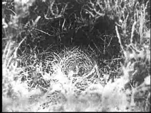 The young cuckoo strains and struggles inside the nest.