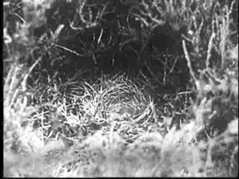 The young cuckoo strains and struggles inside the nest.