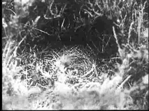 The young cuckoo strains and struggles inside the nest.