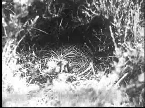 The young cuckoo struggles and pushes another chick out of the nest.
