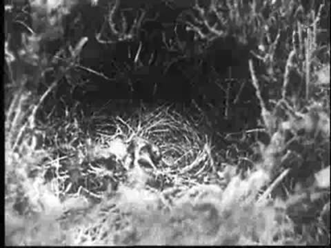 The young cuckoo struggles and pushes another chick out of the nest.