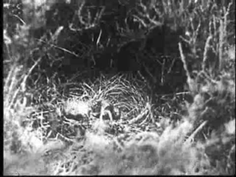 The young cuckoo struggles and pushes another chick out of the nest.