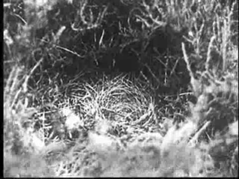 The young cuckoo struggles and pushes another chick out of the nest.