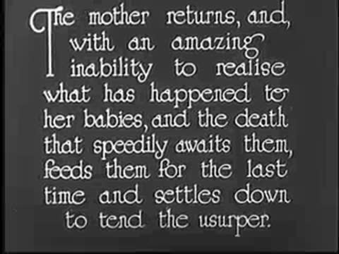 Intertitle with text about the mother feeding the cuckoo.