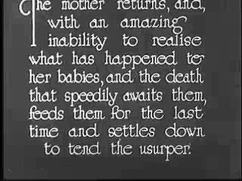 Intertitle with text about the mother feeding the cuckoo.