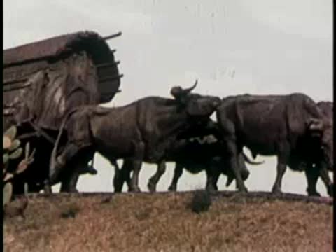 Close-up of oxen pulling a loaded cart with a figure riding.