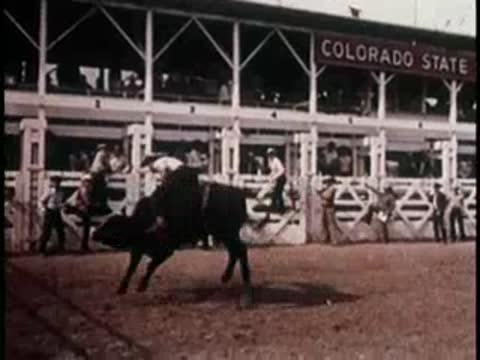 A bull and riders in a dirt arena during a rodeo event, 1950s.